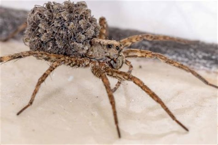 Do wolf spiders jump at you? – Celebrity