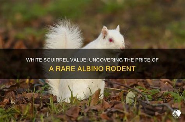 How much is a white squirrel worth? – Celebrity