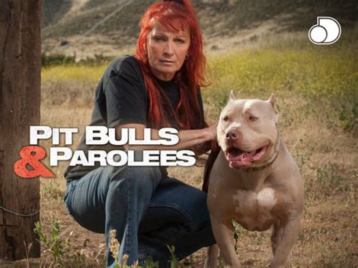 How Much Is Pit Bulls And Parolees Worth? – Celebrity