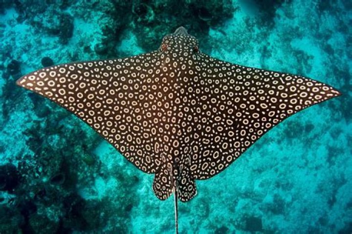 Is an eagle ray a stingray? – Celebrity