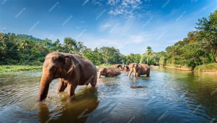 Jane Seymour in Bathing Suit Visits Elephant Sanctuary — Celebwell