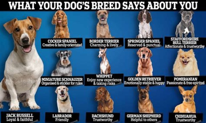 What breed are the Buddies? – Celebrity