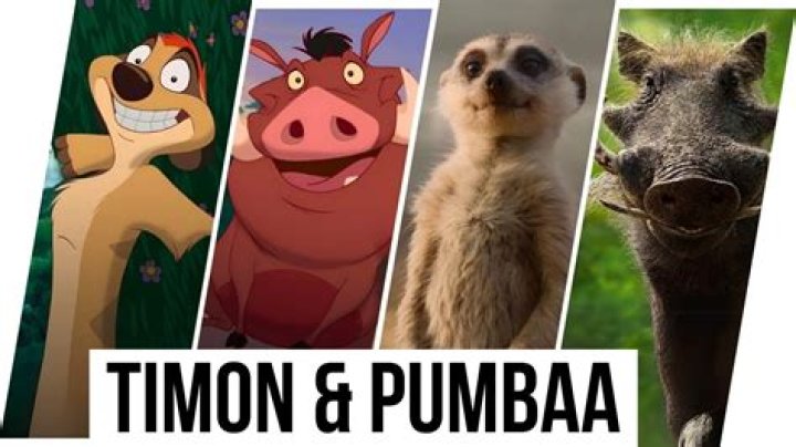 What is the meaning Pumbaa? – Celebrity