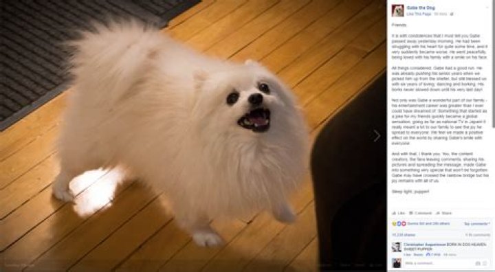 When Did Gabe The Dog Die? – Celebrity